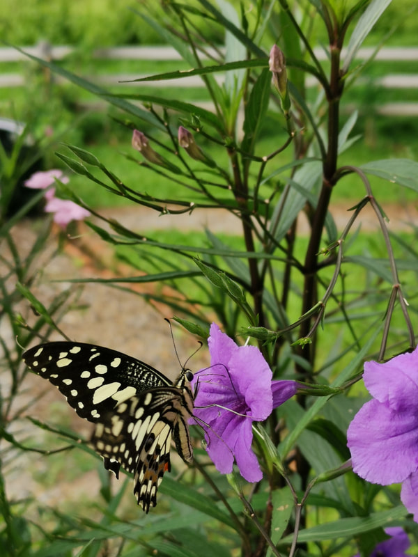 butterfly sucking flower 